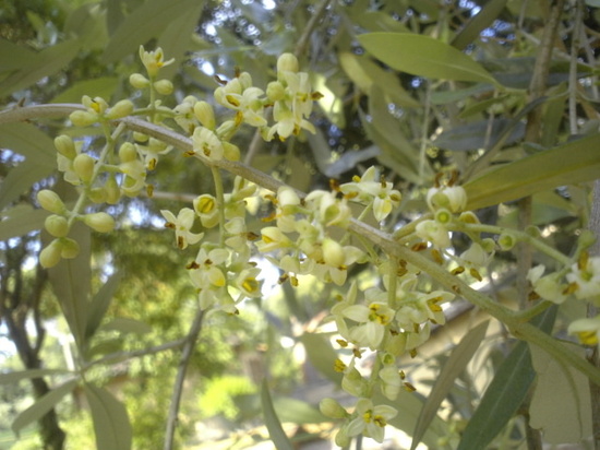 Fiori di Oliva!　オリーブの花！