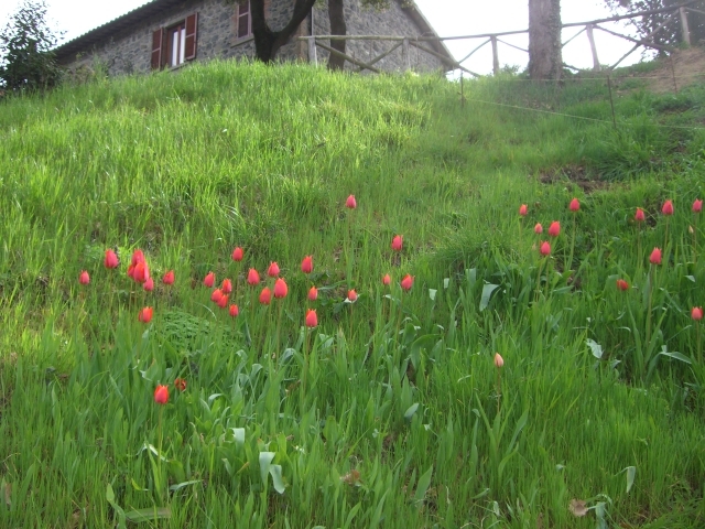 Tulipano
