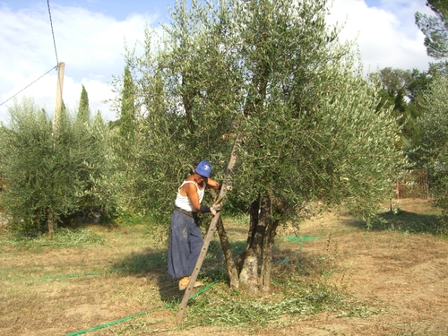 Orvieto