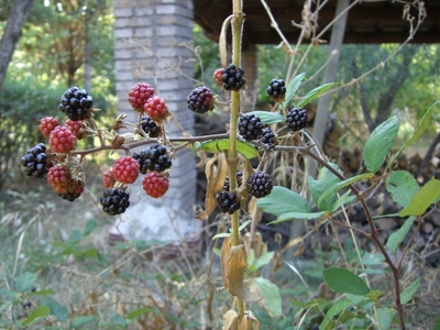 Frutta di Bosco!