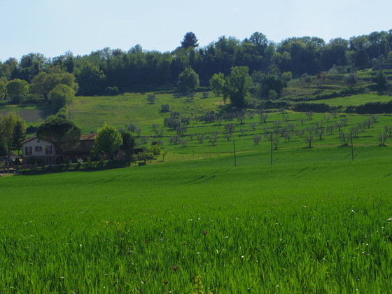 Pasqua/ Pasquettaです。（復活祭）Orvieto