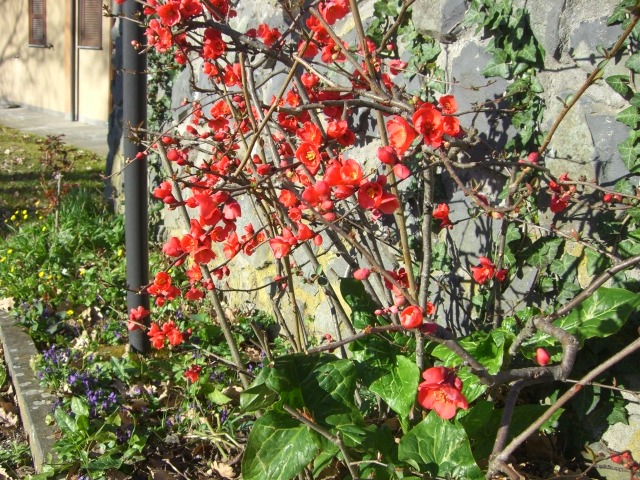 Ｉｌ　Ｒｉｐｏｓｉｎｏの花！　Ｏｒｖｉｅｔｏ