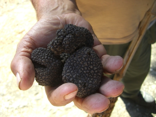 Tartufo（トリフ）