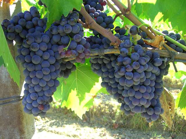 s08Sangiovese1.jpg