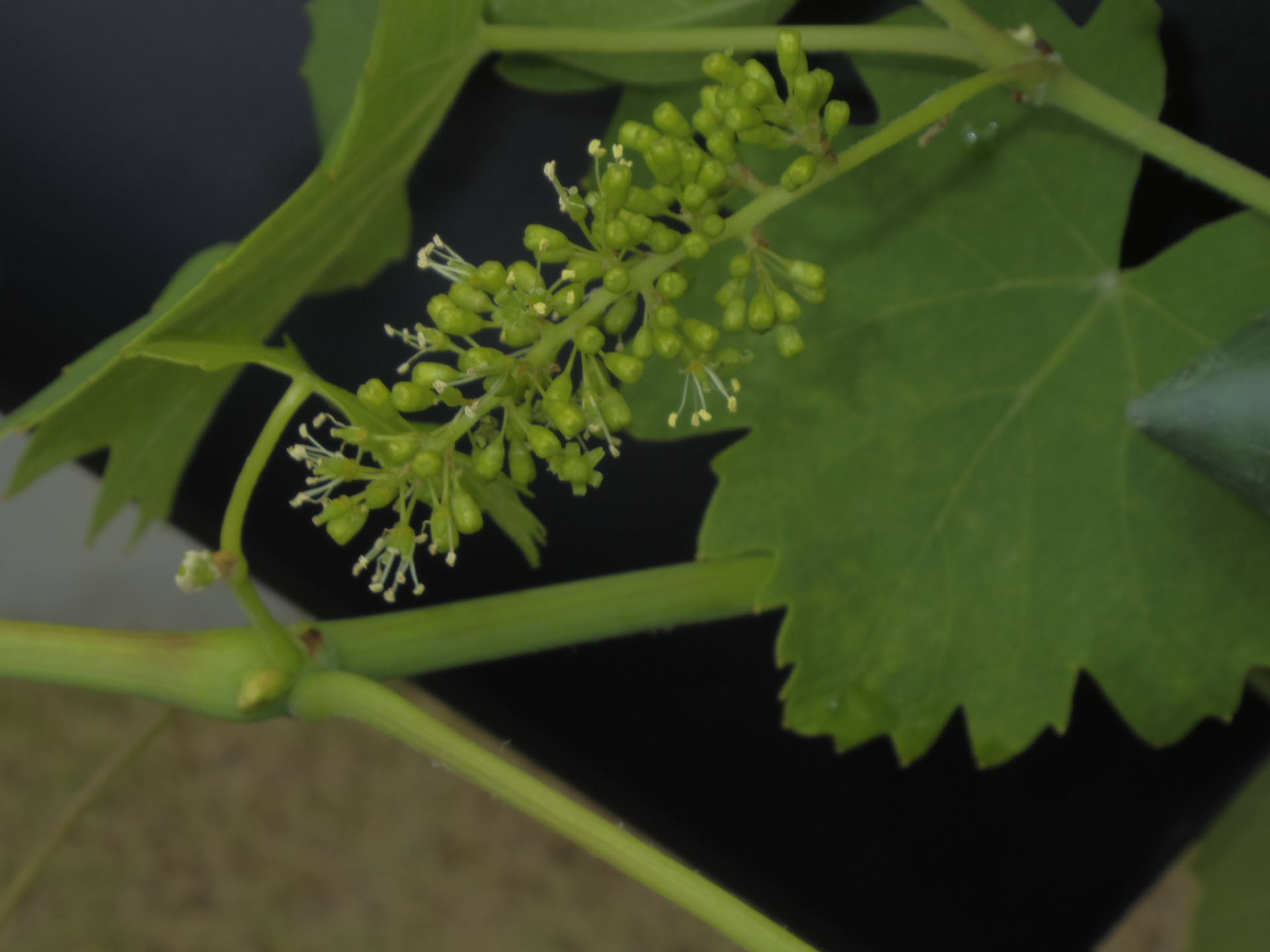 ぶどうの花が咲きました イタリアからのてがみ