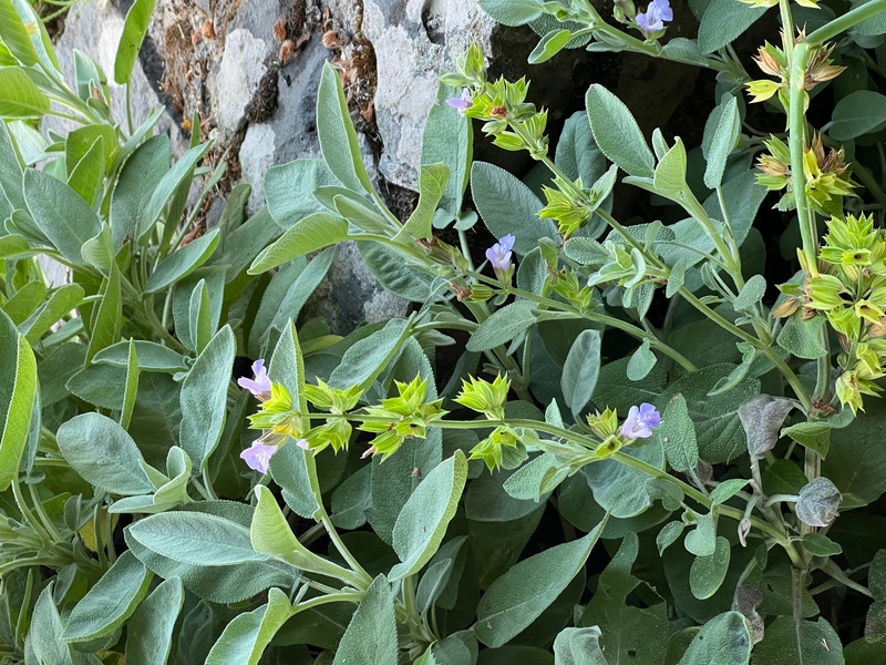 サルビアの花