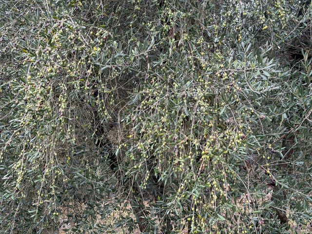 続いて秋です。