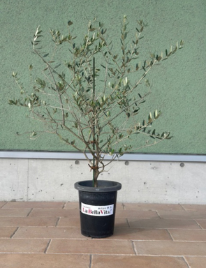 名誉なことと思うので！オリーブのことです。